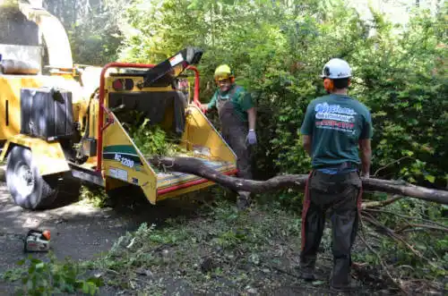 tree services Evanston